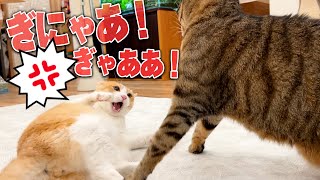 猫たちがいきなり叫びまくりの大喧嘩見守ってた飼い主にまで牙を向く異常事態に…