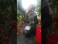 онажон шерият Онам эккан гулу райхон сулмайди деб ўйлабман онажон шерият Онам эккан гулу райхон сулмайди деб ўйлабман
