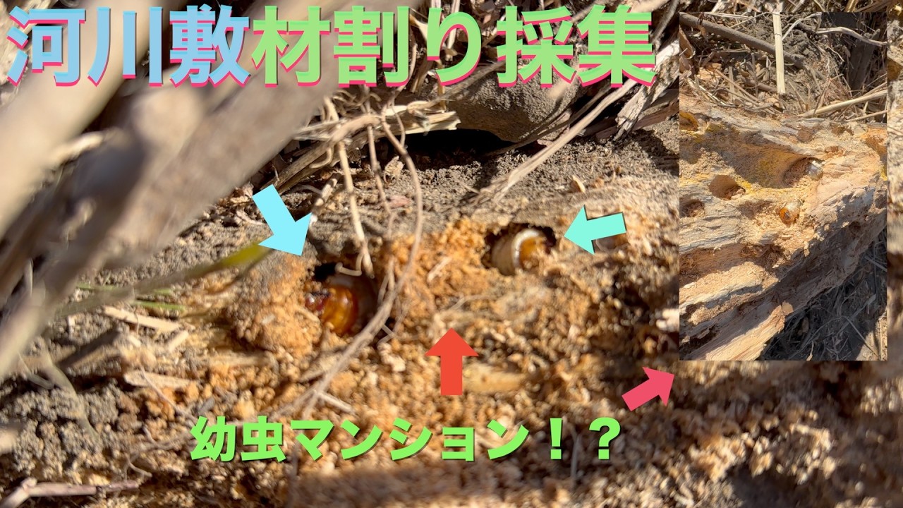 [河川敷材割り採集]静岡県河川敷前編　　慣れない材割り採集狙いはヒラタクワガタの幼虫!!