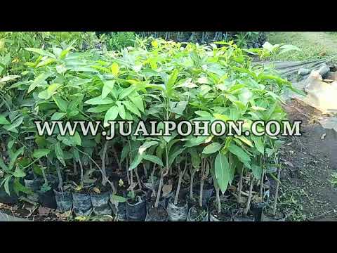 Dapatkan Mangga Gadung Super Terbaik untuk Kebun Anda!