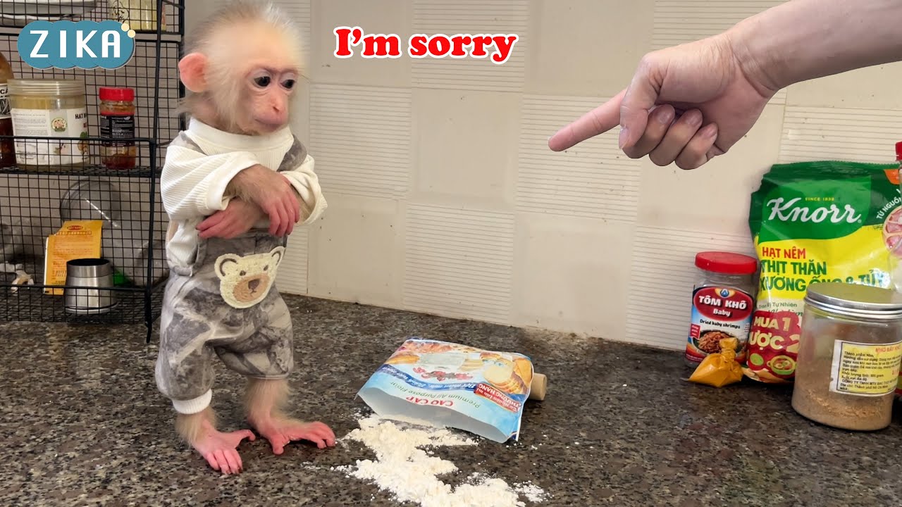 OMG!!! When baby monkey Zika wanted to eat cake and then turned the kitchen into this...