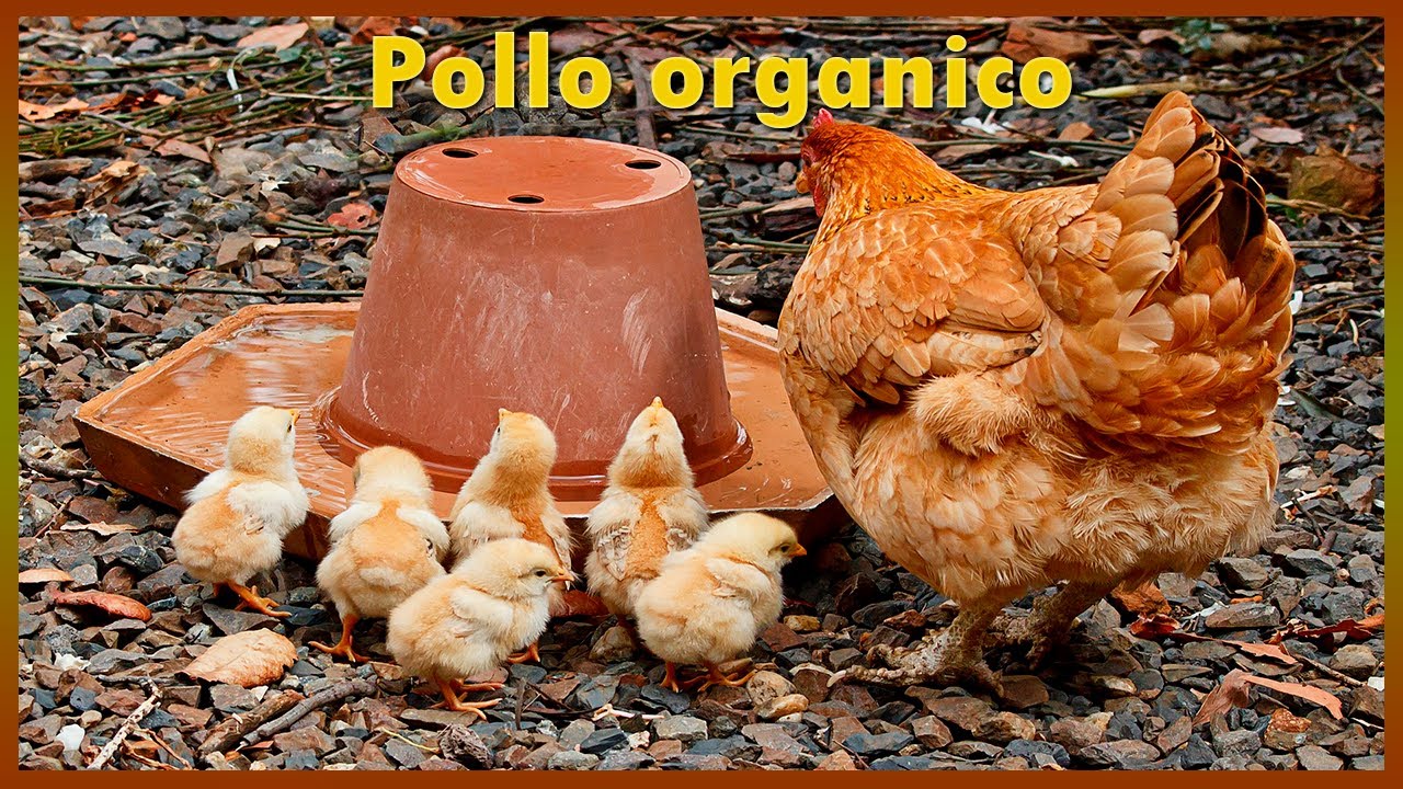 Pollo orgánico y el convencional YouTube