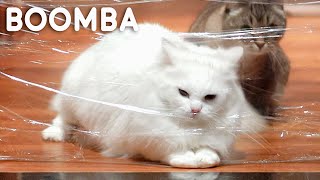 The Life Of Kitten Boomba