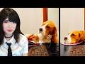 Emiru Reacts to "He Requires Constant Attention" by @DailyDoseofPetsChannel