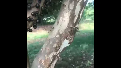 Так выглядит виноградные деревья