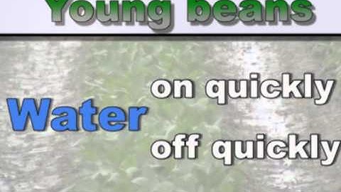 Soybean Irrigation Information