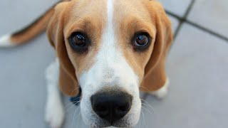 12 Reasons Why Beagles Are the Worst Dogs🐶🐶🐶