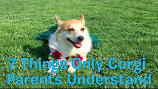 7 Things Only Corgi Parents Understand