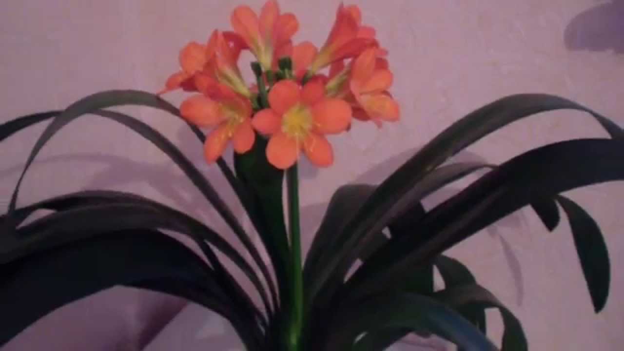 Кливия Цветок Фото В Домашних Условиях
