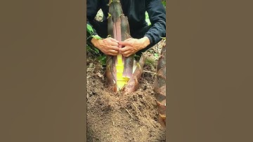 techniques and skills for peeling bamboo shoots directly from the garden with a sharp knife #shorts