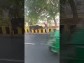 गाय माता को  कुछ डालने से पुन होता हैं