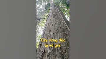 Cây rừng độc lạ vô giá.l Sinh Tồn Tây Nguyên.