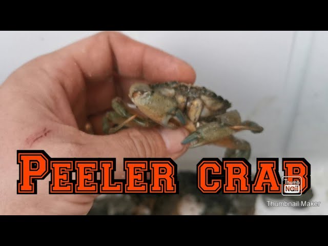 Peeler crab hunting - beach foraging for crabs 