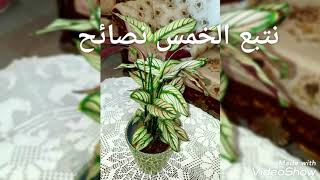 المحافظة على النباتات الداخلية