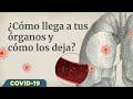 ¿Cómo afecta el Covid-19 a los órganos?