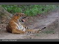 Tigress Calling Her Lost Cub. Pilibhit Tiger Reserve.