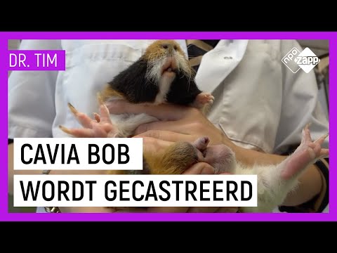 Video: Hoe Beren Te Castreren?