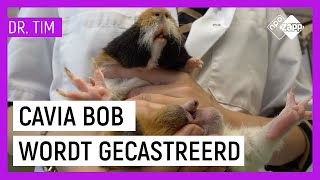 CAVIA BOB WORDT GECASTREERD | Dr. Tim Beestieboys | NPO Zapp