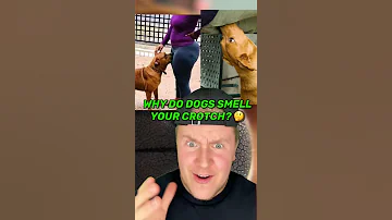 WHY DO DOGS SMELL YOUR CROTCH? 🐶👃
