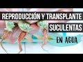 TRANSPLANTE Y CUIDADOS DE SUCULENTAS REPRODUCIDAS EN AGUA