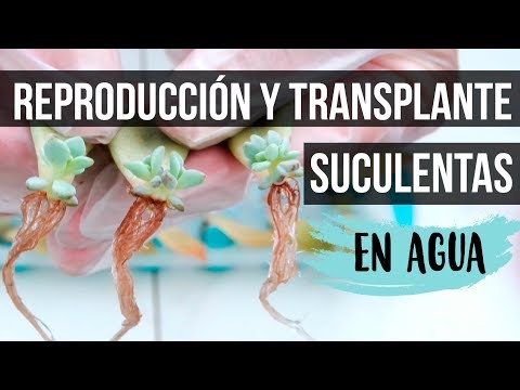 TRANSPLANTE Y CUIDADOS DE SUCULENTAS REPRODUCIDAS EN AGUA Reproducción de suculentas en agua: Guía completa y efectiva