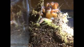 Trapdoor Spider massacres cricket in slow motion