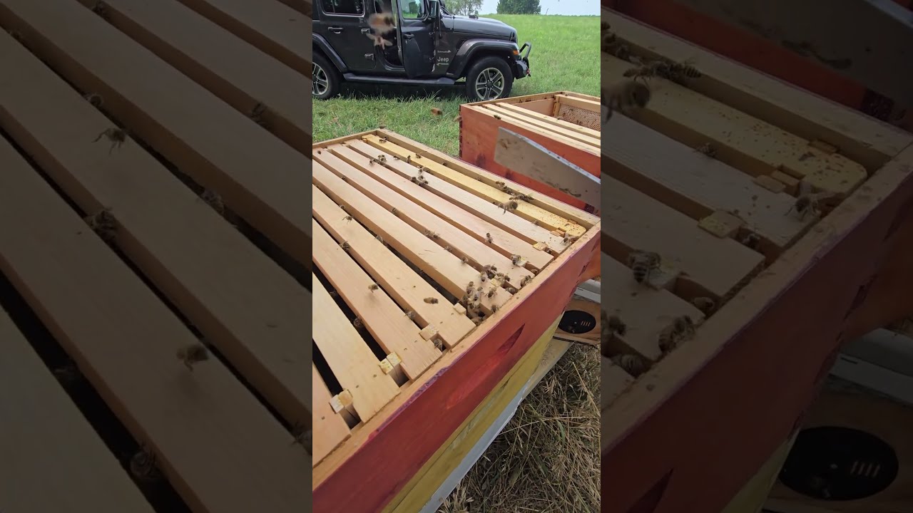 Agressive Honeybees