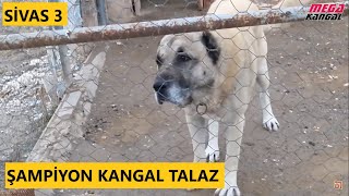 SİVASLI ALİ POLATIN ŞAMPİYON KANGALI
