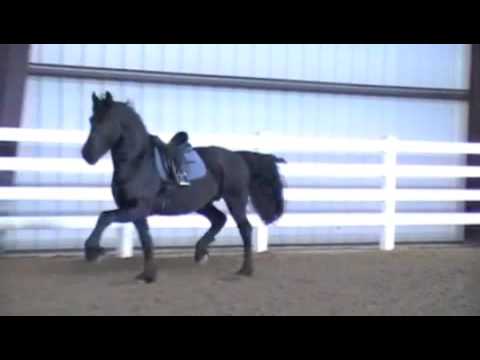 Friesian Stallion "Zues" Sage Creek Equestrian