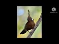 Suara Burung Cililin Alami Di Hutan Masteran Burung Juara Jernih Mp3 - Mp4 Download
