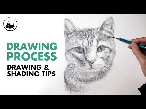 How to Draw a Cat Portrait  Drawing Tutorial