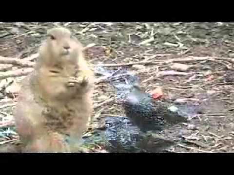 Sincabın Ağzından Lokmasını Alan Kuş (Bird Eating Food From Squirrel's Mouth)