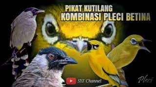 Suara pikat pleci kombinasi kutilang ribut !!