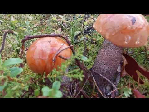 Карелия. Грибы, ягоды