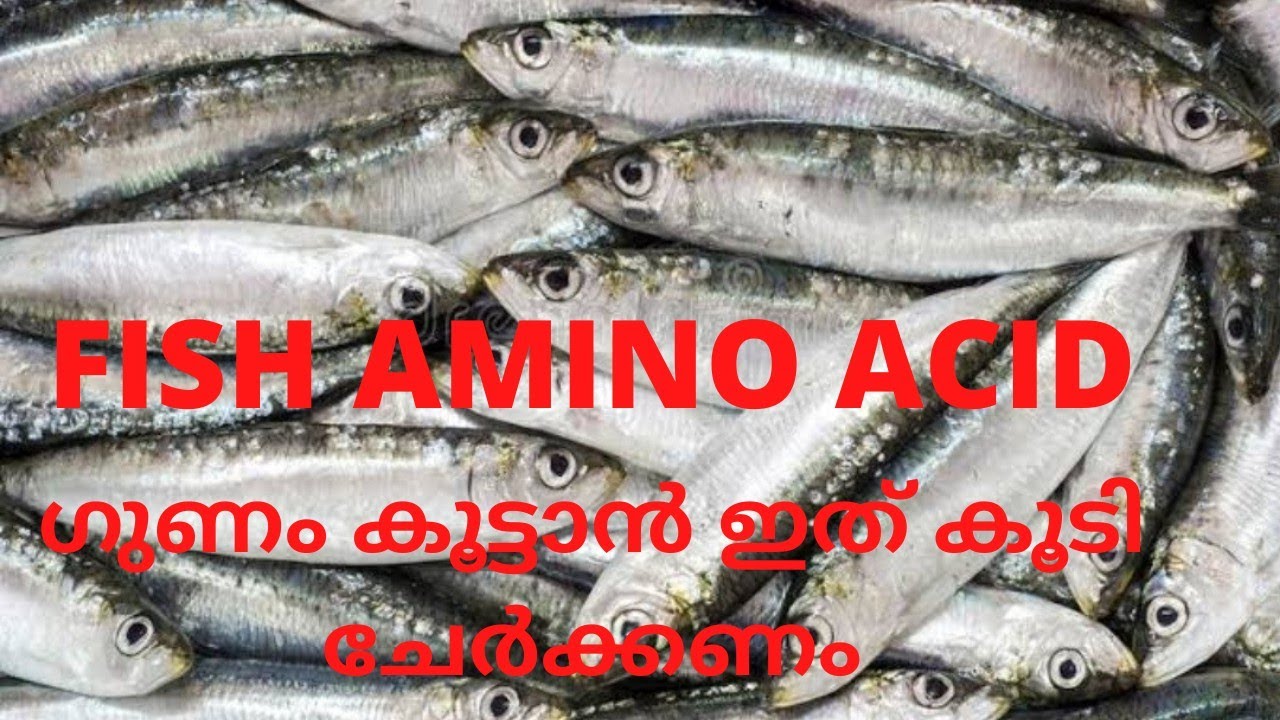 FISH AMINO ACID ഇങ്ങനെ തയ്യാറാക്കി നോക്കൂ ചെലവില്ലാതെ ഗുണം കൂട്ടാനുള്ള TIPS