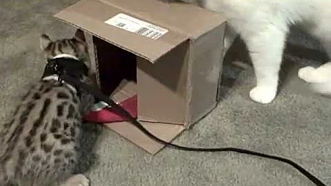 Video 2059791: white american shorthair, f1 bengal, baby bengal