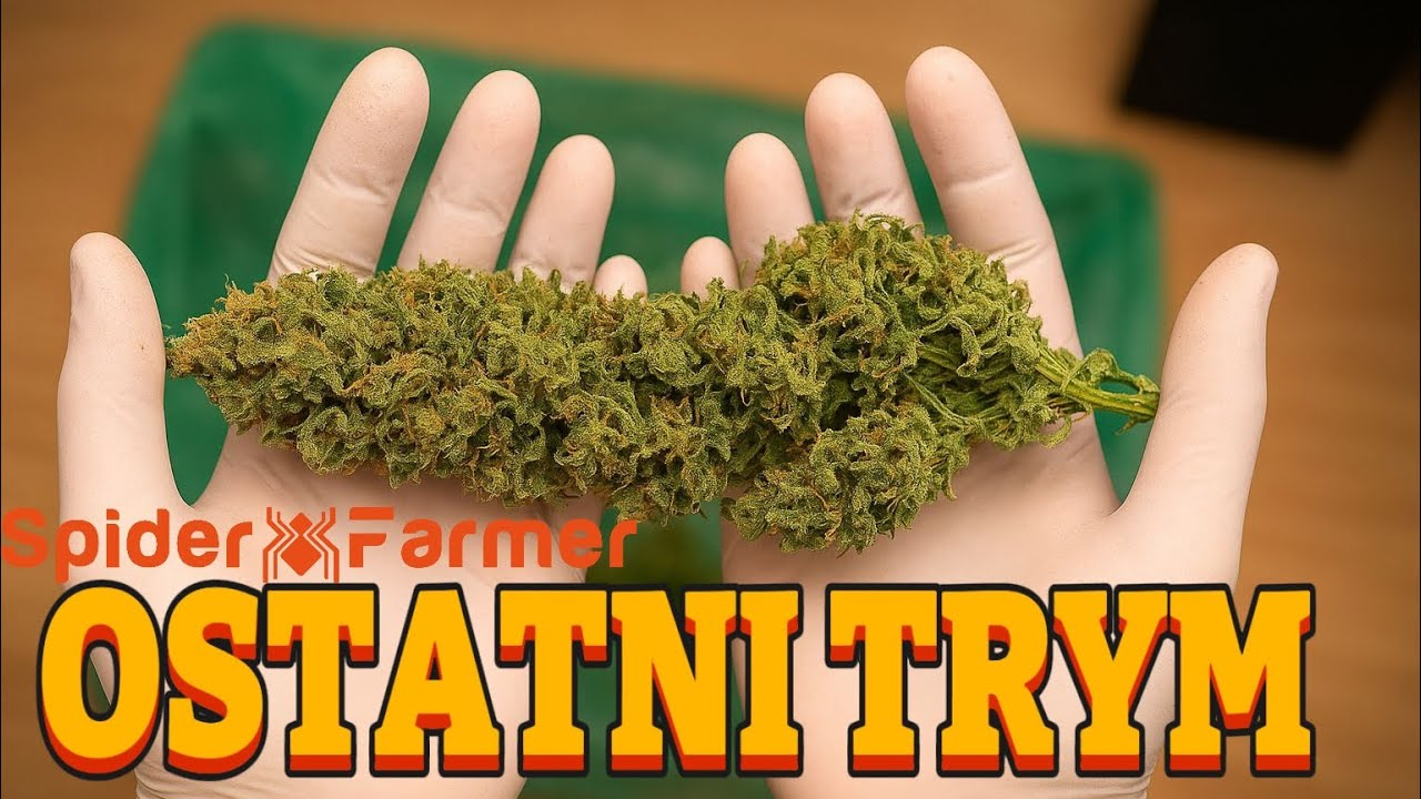 MARIHUANA: od chaotycznych topów do perfekcji ⚠️ (Spider Farmer Sf1000 evo)