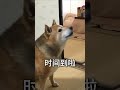 【動物配音】快！給我吃的！ #動物 #vtuber #配音 #shorts #搞笑