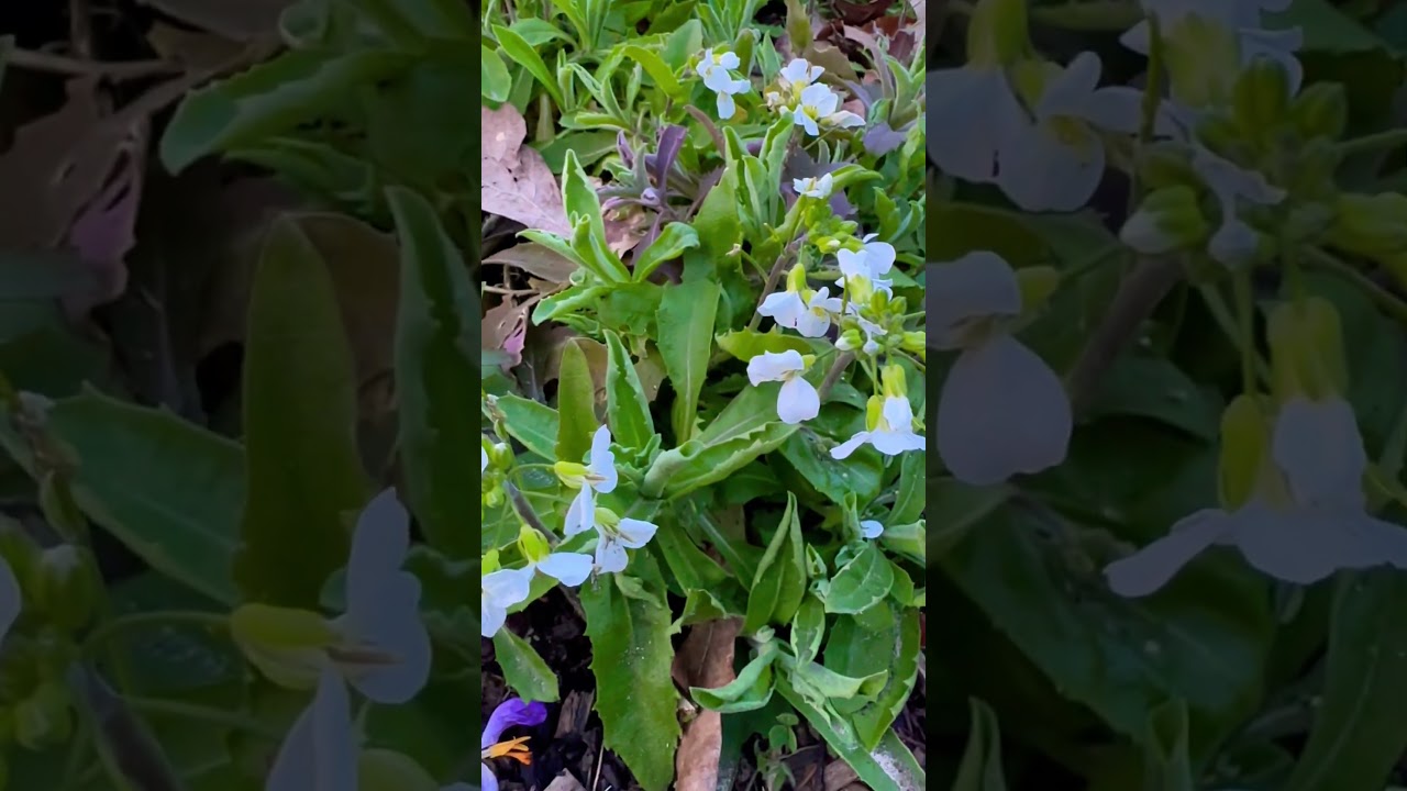 Arabis Alpina | MARCH TOUR 