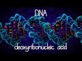 Unraveling The Structure And Function Of DNA