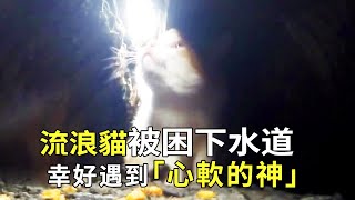 The stray cat was trapped in the sewer for 2 months when he was born. He lived by eating garbage ev