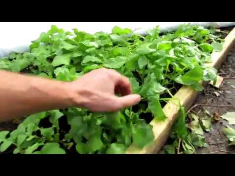 Video: Frostbeskyttelse af salat - Frost beskadiger salatplanter