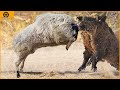 Best Ram Knockout Animals and Everything