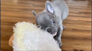 Tiny Frenchie asks the new chocolate snack to forgive for hitting him on the head. Beata e2 by Wagging Tails Rescue 4,646 views 2 weeks ago 8 minutes, 35 seconds