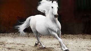 Unveiling the Majesty of Andalusian Horses ✨ | A Comprehensive Guide to the Elegance and Beauty