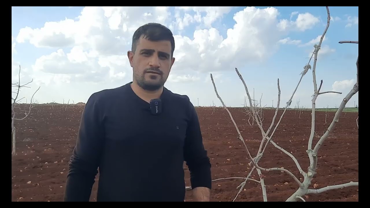 ANTEPFISTIĞINDA BUDAMA