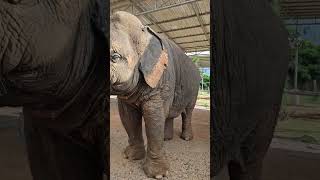 Elephant sanctuary in Thailand feels unreal | 2026 (honest experience) #guide #shorts