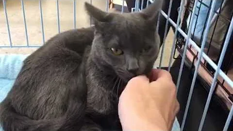Video 2772311: russian blue kitten, sweet russian blue, kitten adoption