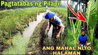 PAGTATABAS NG PILAPIL ANG MAHAL NG HALAMAN NA ITO PANLAGAY SA KUBO