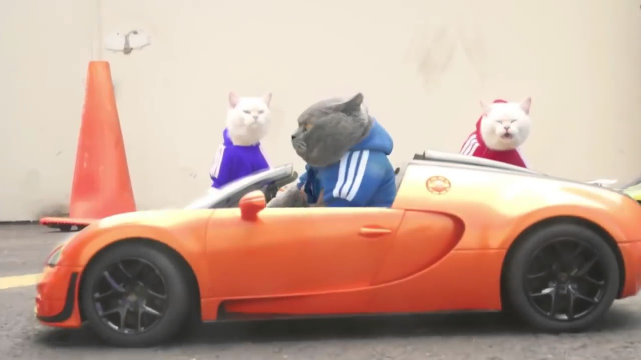 Кота машины гоночные